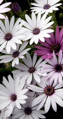 Dimorphotheca ecklonis