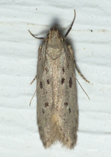 Ten-spotted Honeysuckle Moth photo 3