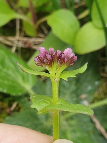 Image of Fedia graciliflora by (c) Mehdi Chetibi, some rights reserved (CC BY)