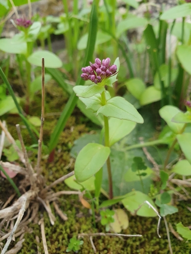 Image of Fedia graciliflora by (c) Mehdi Chetibi, some rights reserved (CC BY)