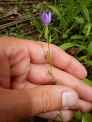 Triodanis