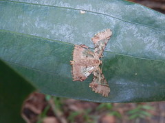 Krananda semihyalina