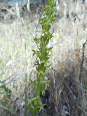 Platanthera michaelii