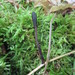 Common Black Earth Tongue - Photo (c) Django Grootmyers, some rights reserved (CC BY-SA), uploaded by Django Grootmyers