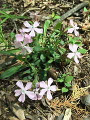 Silene caroliniana