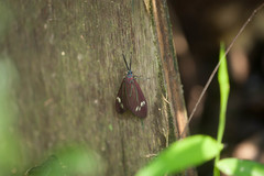 Cyclosia papilionaris
