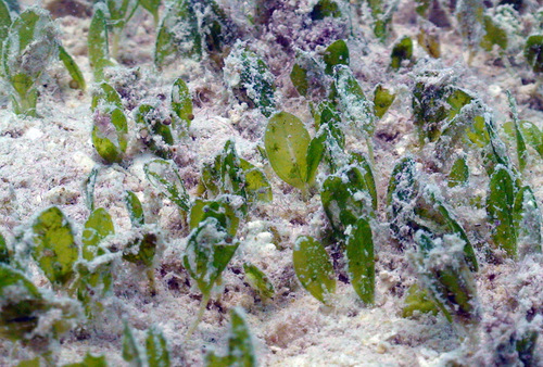 Halophila gaudichaudii iNat (3)
