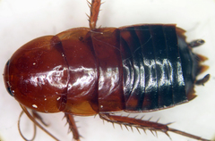 Shelfordella lateralis