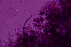 Byssocorticium caeruleum