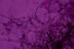 Byssocorticium caeruleum