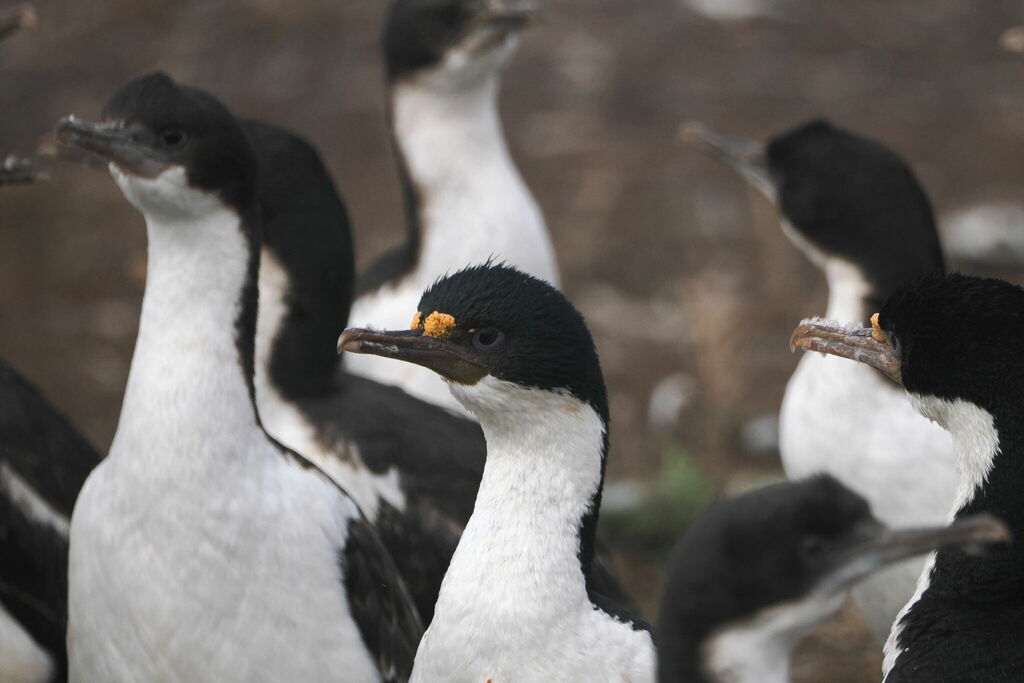 Imperial shags standing close together at a colony, white chests and orange bill knobs visible