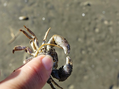 Tuoba xylophaga