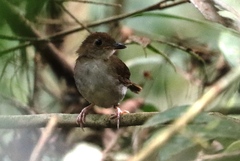 Rufous-Winged Illadopsis photo 2