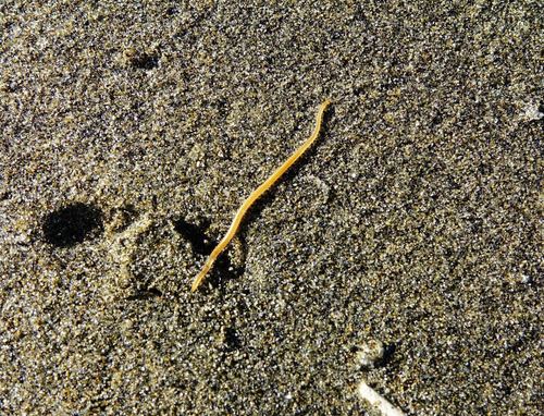 Representative image of Tuoba