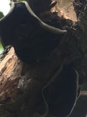 Pseudoplectania nigrella