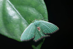 Hemithea tritonaria