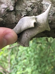 Pseudoplectania nigrella