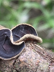 Pseudoplectania nigrella