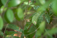 Krananda latimarginaria