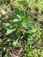 Myosotis macrosperma