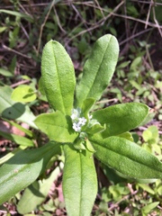 Myosotis macrosperma