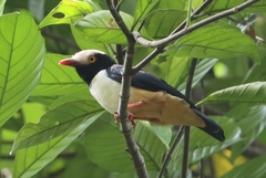 Red-Billed Helmetshrike photo 5