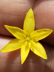 Hypoxis hirsuta