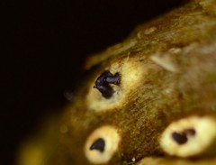 Anthostomella