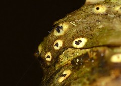 Anthostomella