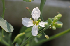 Brassica oleracea albiflora