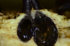 Anthostomella