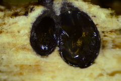 Anthostomella