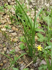 Hypoxis hirsuta