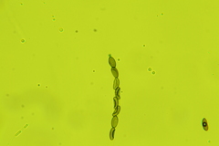 Anthostomella