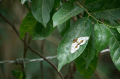 Abraxas amicula-illuminata