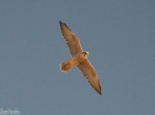Halcón borní (Falco biarmicus)