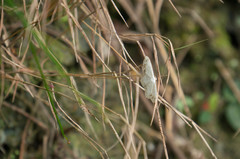 Scopula propinquaria