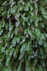 Symphyogyna subsimplex