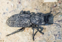 Phloeodes diabolicus