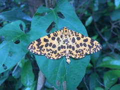 Epobeidia tigrata tigrata