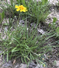 Amblyolepis setigera