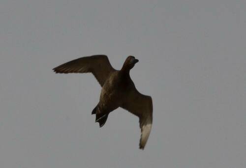 Common Pochard
