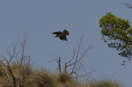 Bonelli's Eagle