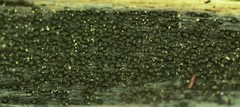 Anteaglonium globosum