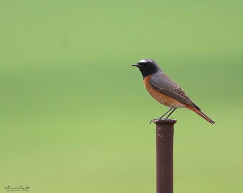 Common Redstart