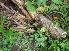 Anteaglonium globosum