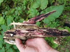 Anteaglonium globosum