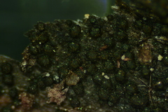Anteaglonium globosum