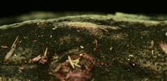 Anteaglonium globosum