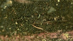 Anteaglonium globosum